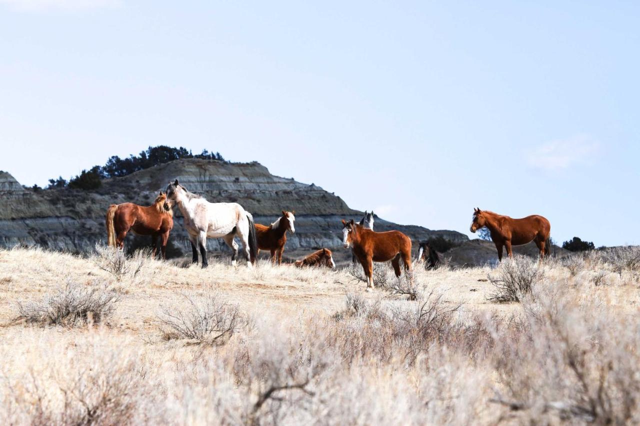 Badlands Suite Less Than 1 Mi To Teddy Roosevelt Park! メドラ エクステリア 写真